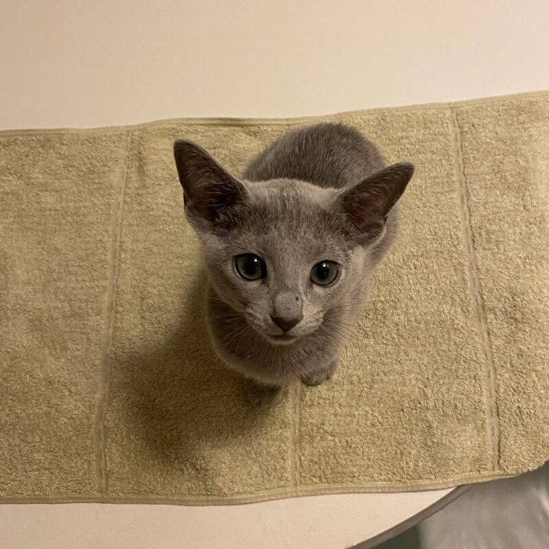 best cats for allergies