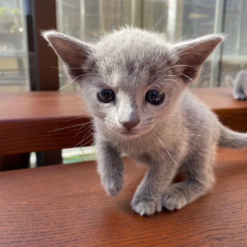 Russian Blue Kittens for Sale Sydney