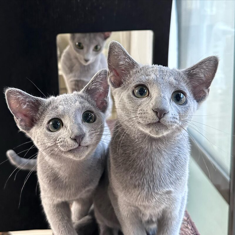 Russian Blue kittens for sale in Washington