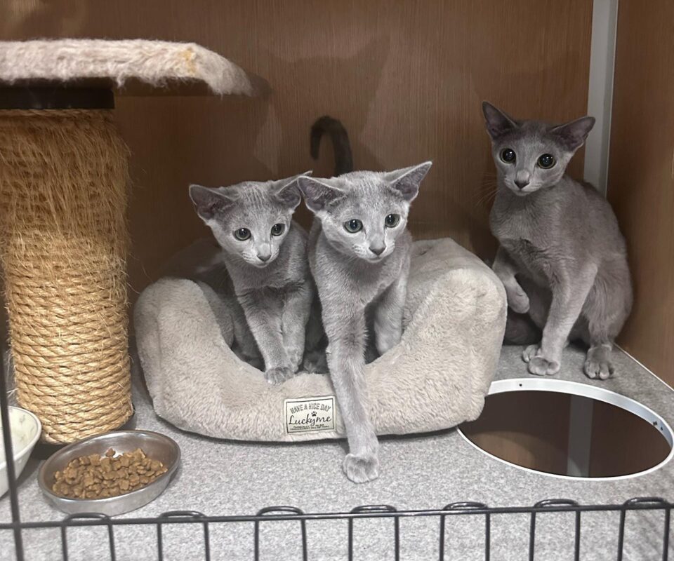 Russian Blue Kittens for Sale in Raleigh