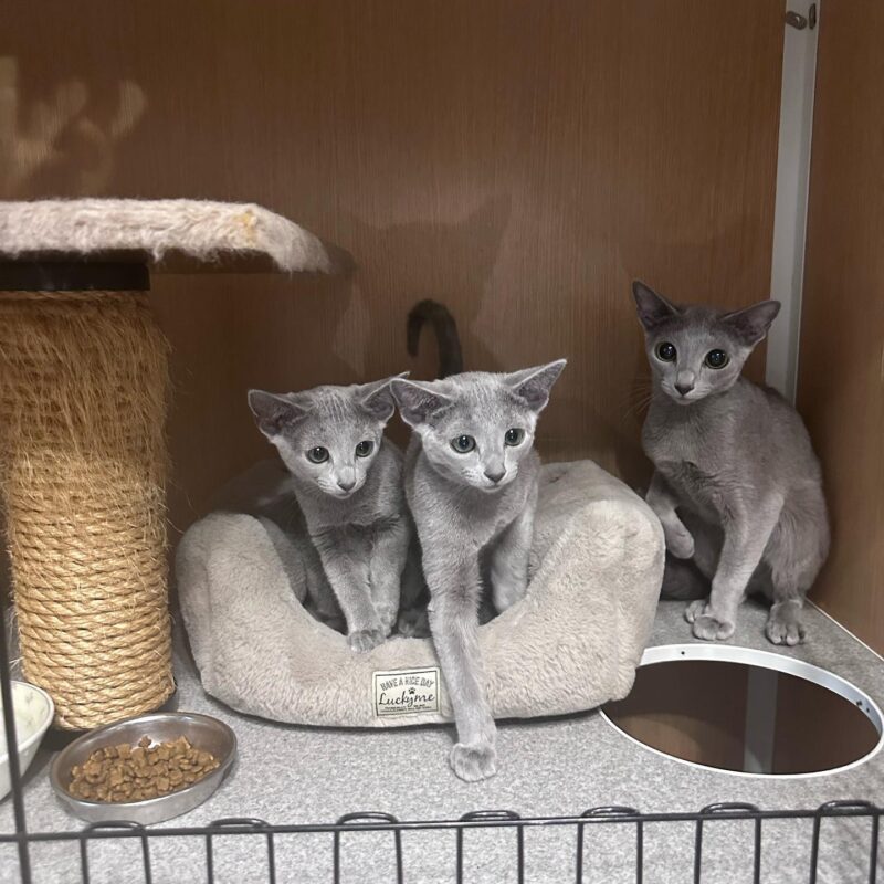 buy non shedding kittens