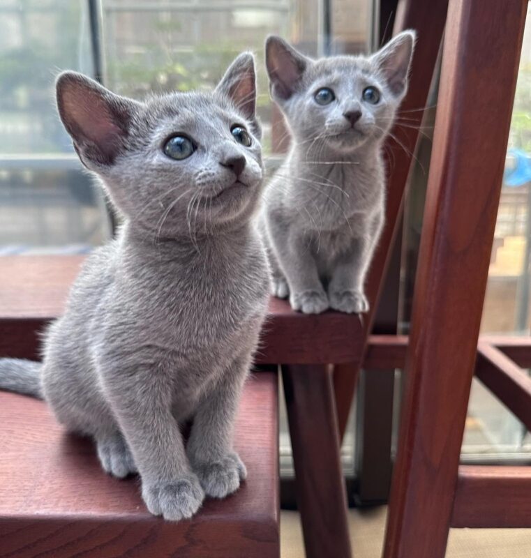 best kittens for small apartments