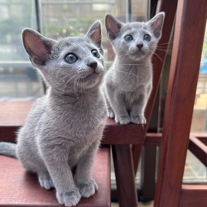Russian Blue kitten for sale in Virginia