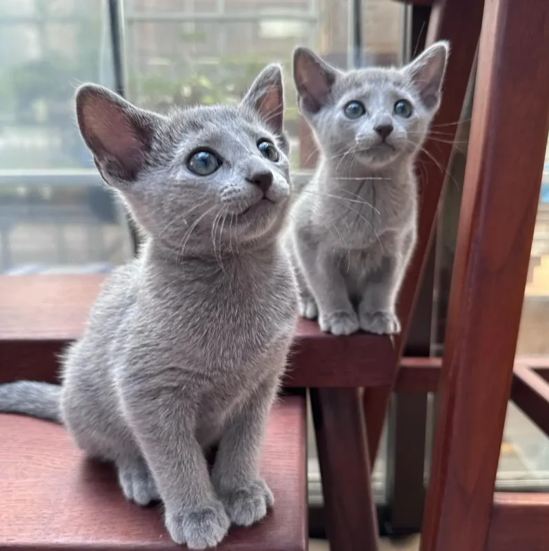 Buy Russian Blue kitten in Charlotte