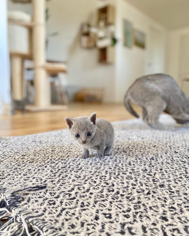 Adopt Russian Blue kitten in Charlotte
