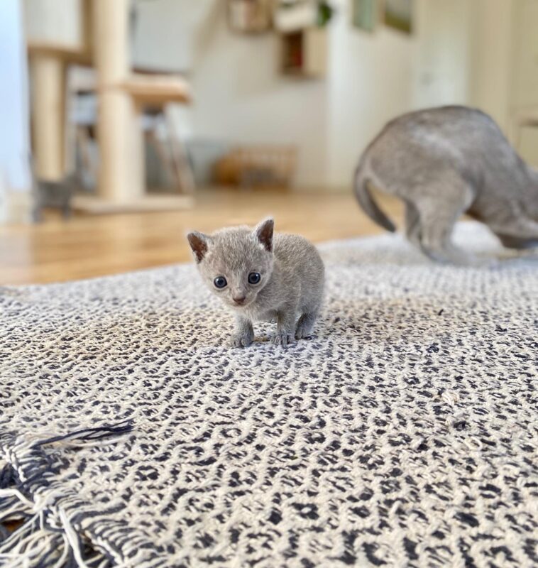 Buy Russian Blue kitten