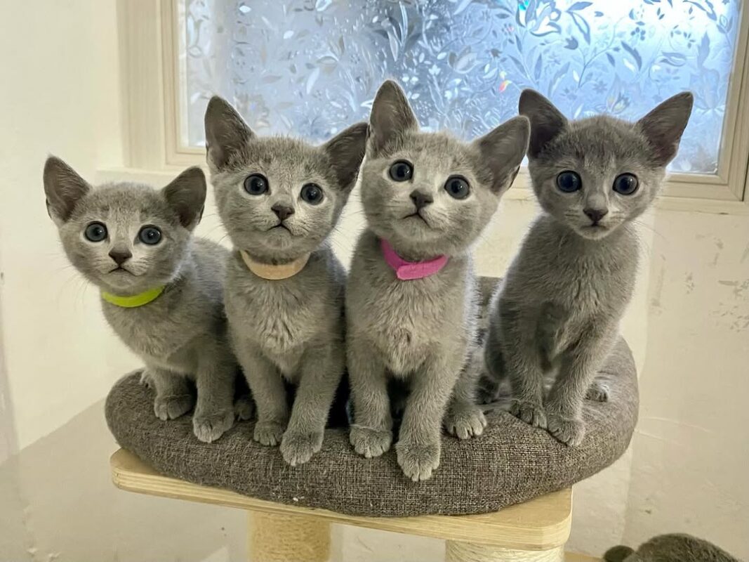 buy non shedding kittens