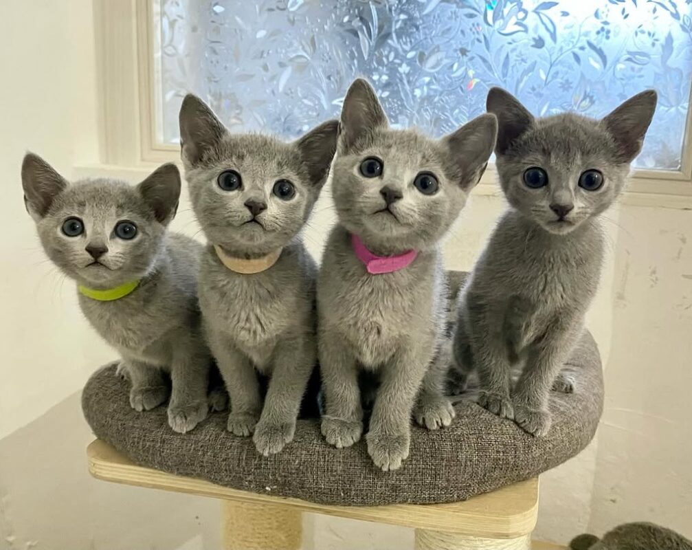 Russian Blue Kittens for Sale in Portland