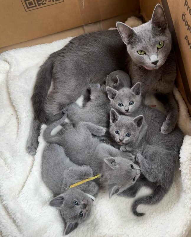 non shedding kittens for sale