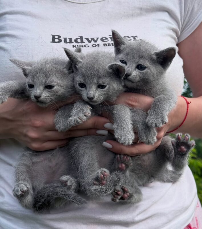 Russian Blue Kittens for Sale in Seattle