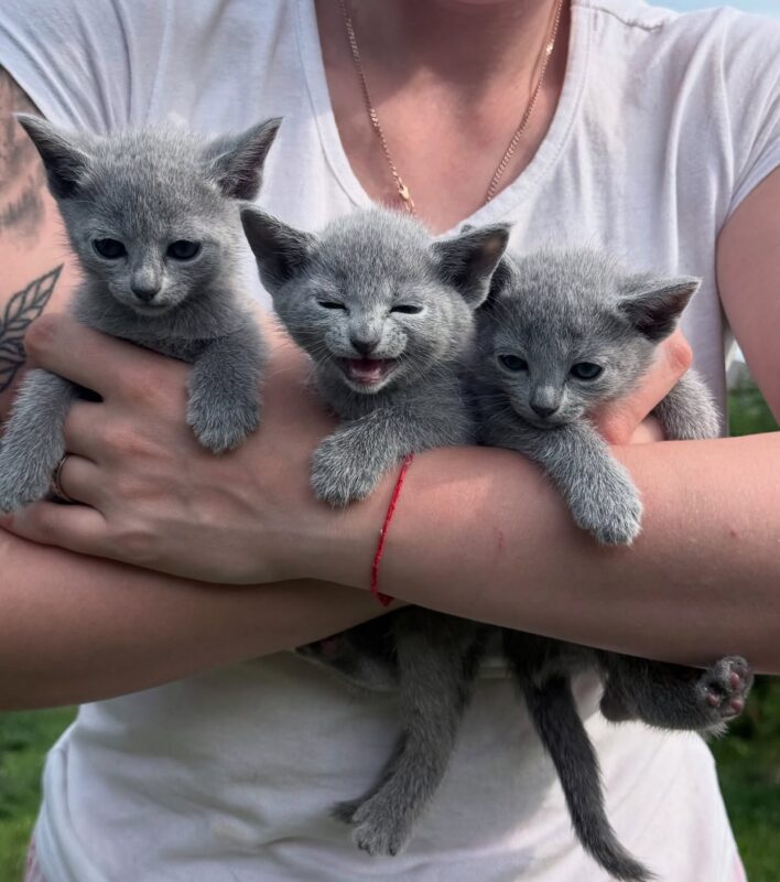 Buy Russian Blue kitten in Seattle