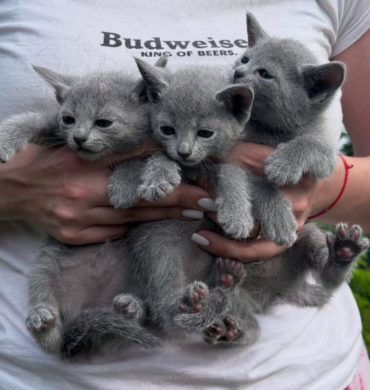 Best Cats for First Time Owners