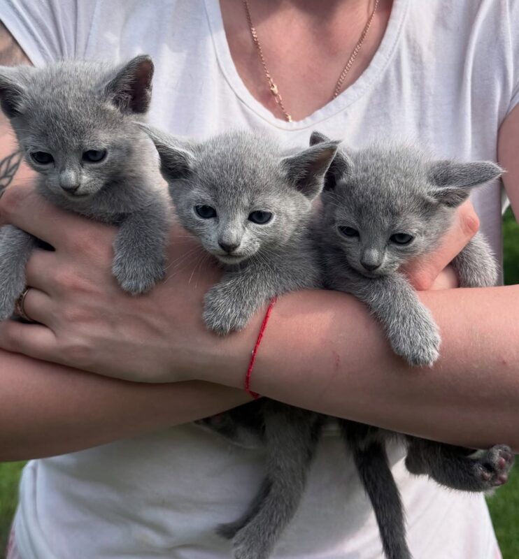 beginner friendly kittens