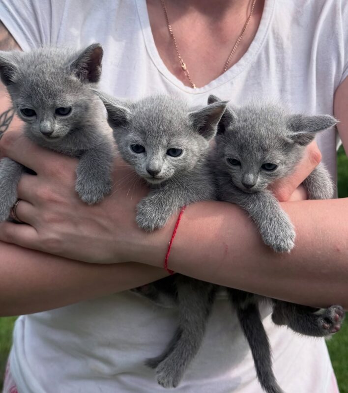 Buy Russian Blue kitten in Seattle