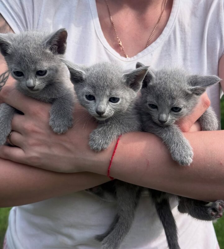 playful kittens for sale