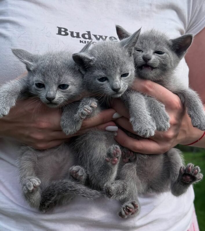 Best Cats for First Time Owners