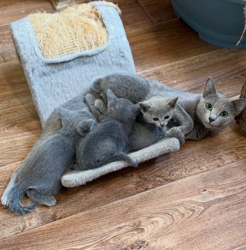 Russian Blue Kittens for Sale in Raleigh