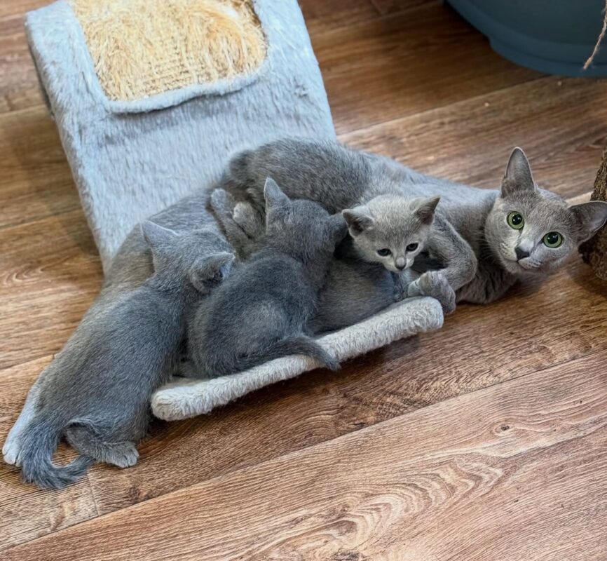 non shedding kittens