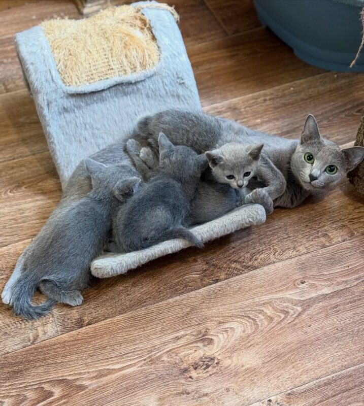Adopt Russian Blue kitten in Los Angeles
