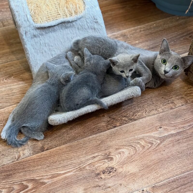 hypoallergenic kittens for sale