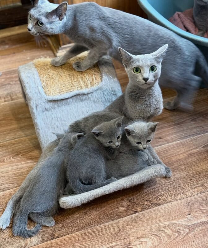 Hypoallergenic Kittens for Sale