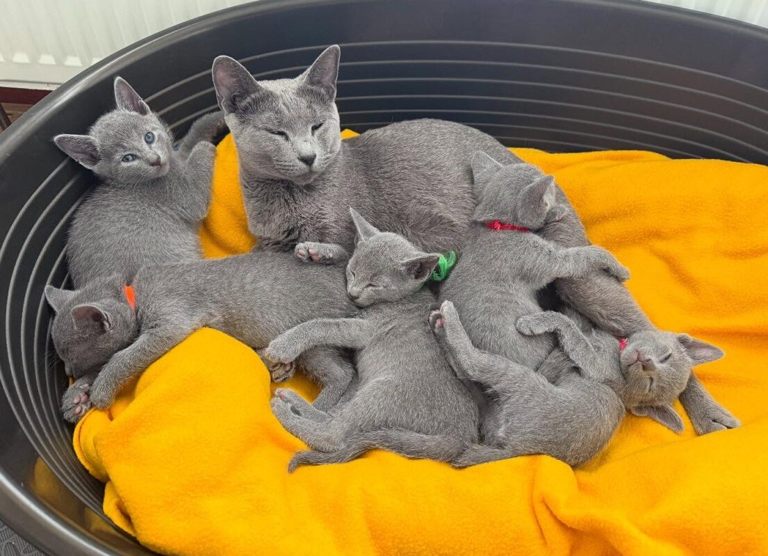 calm kittens for sale