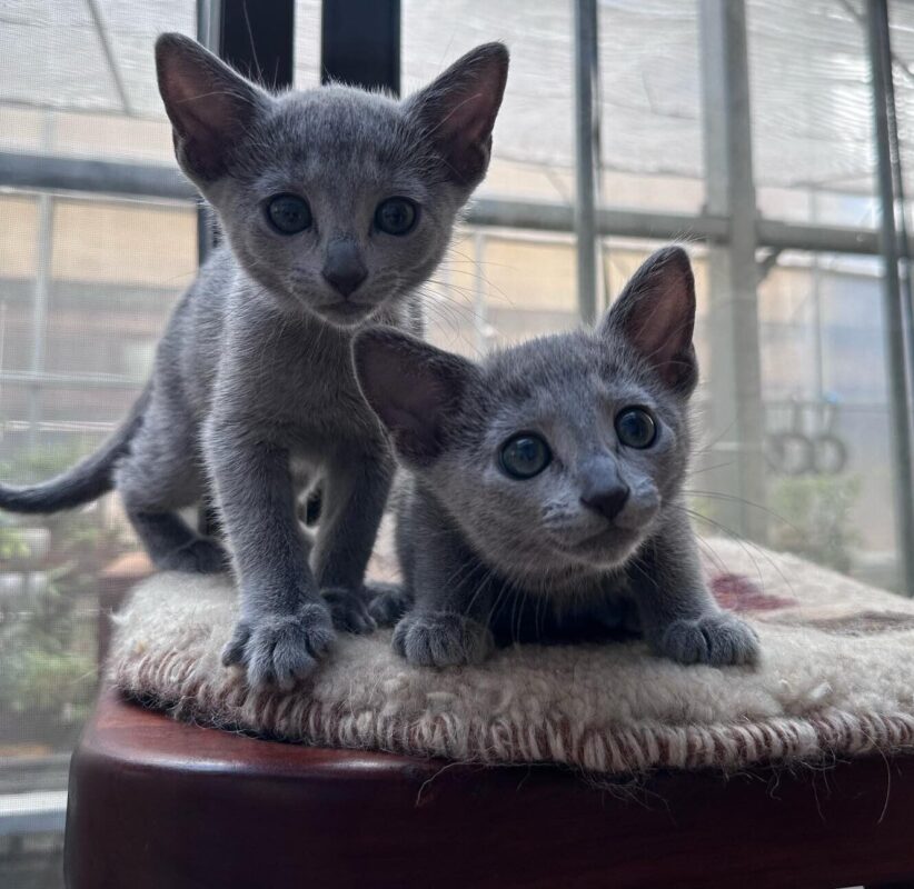 best cats for allergy sufferers