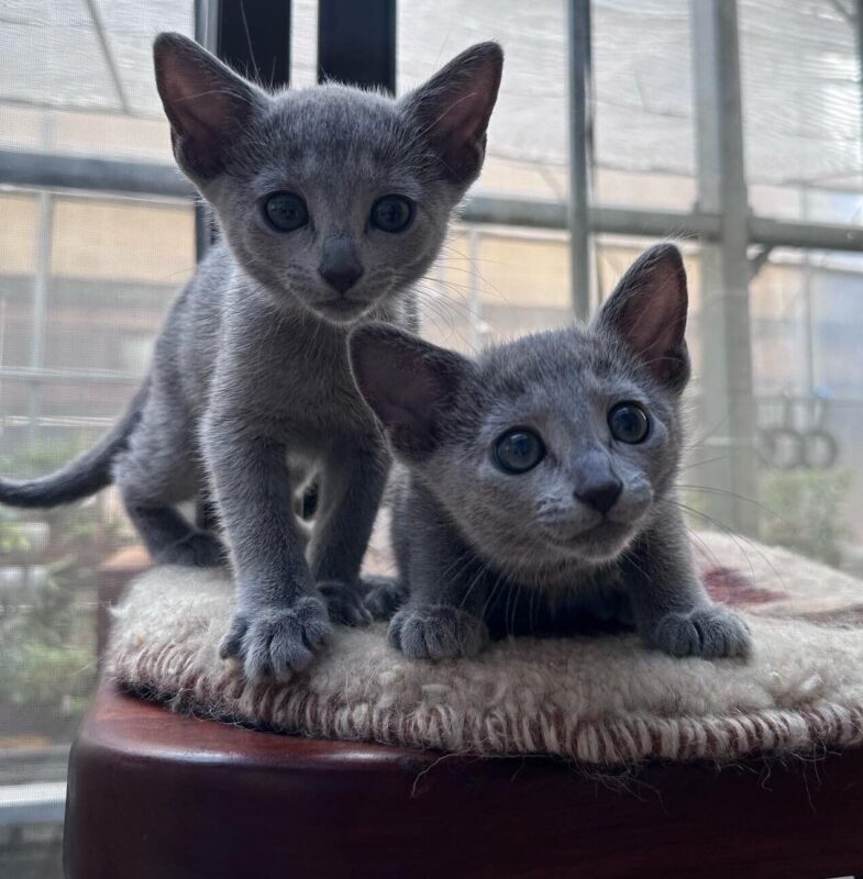 Buy Russian Blue kitten Tampa
