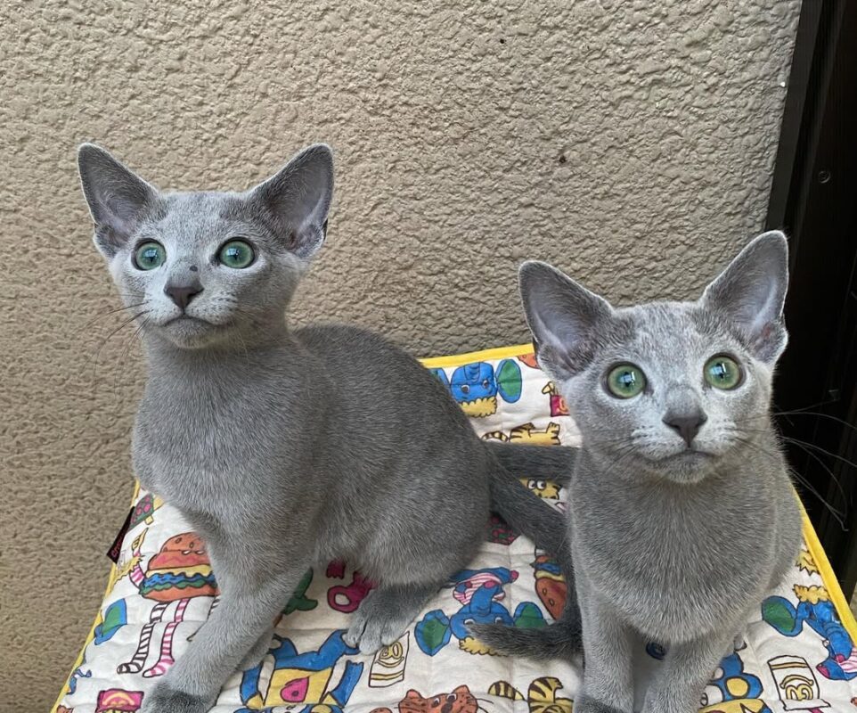 Russian Blue kitten for sale in Akron