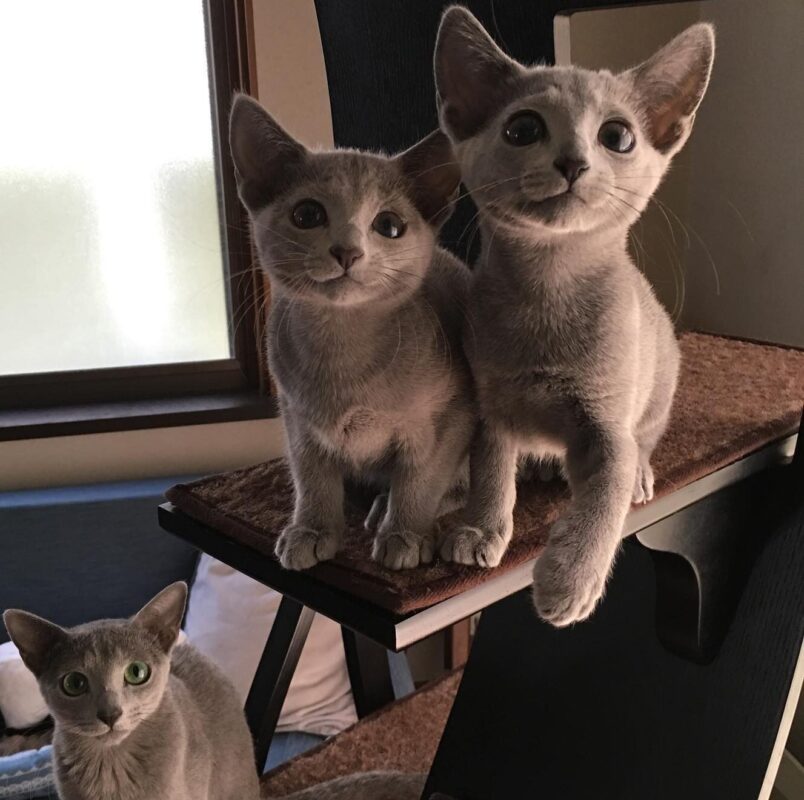 Russian Blue cat Virginia