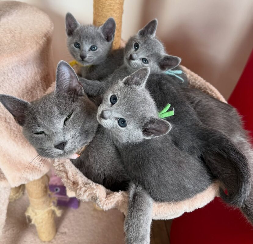 best cats for allergy sufferers