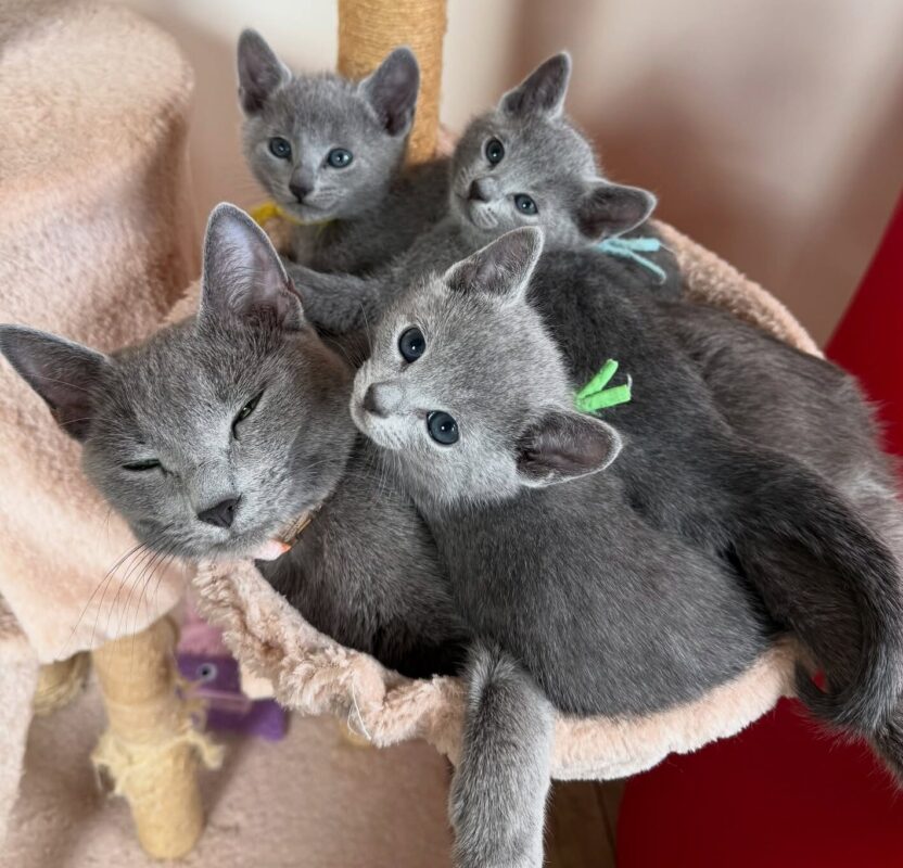 Russian Blue Kitten for Sale in North Carolina