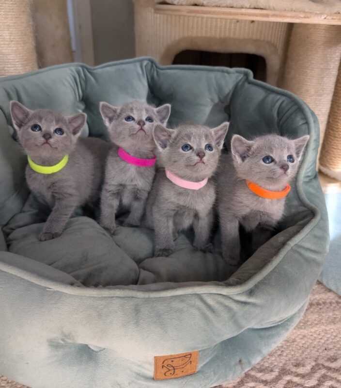 Russian Blue Kitten for Sale in Virginia