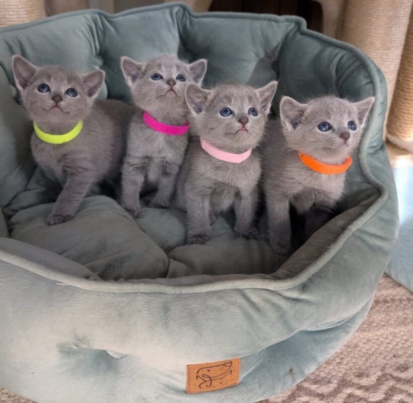 Buy Russian Blue kitten Pennsylvania