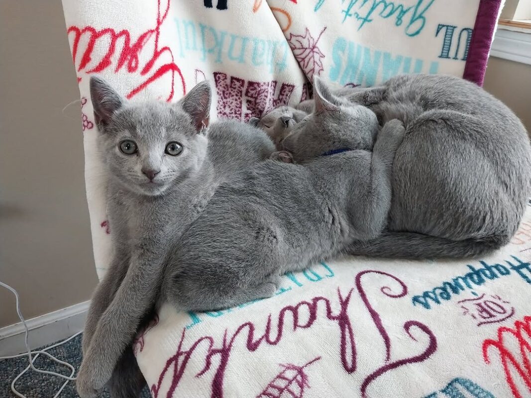 Cats That Get Along with Dogs