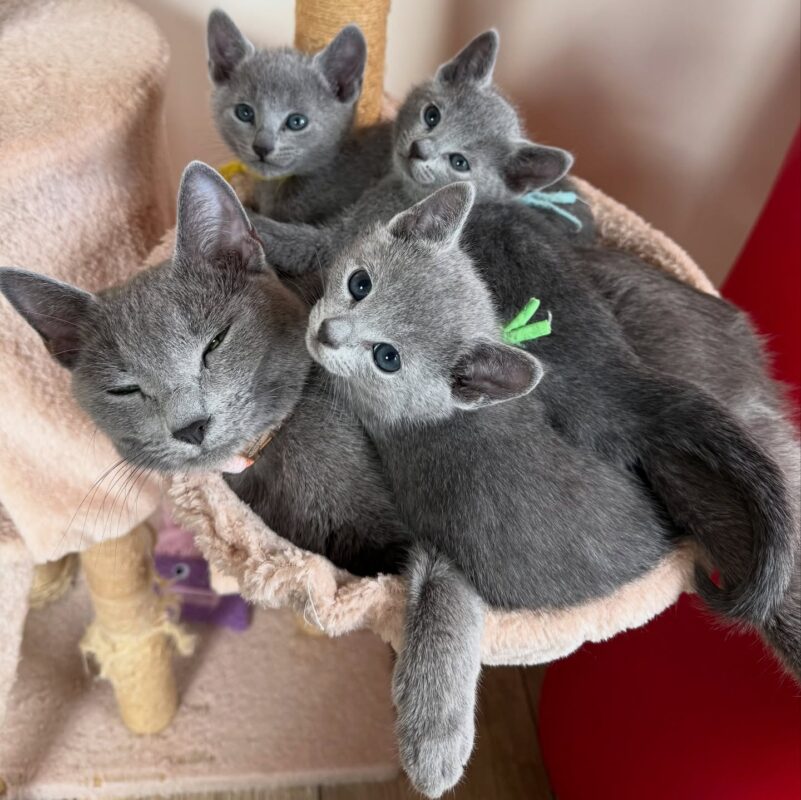 Buy Russian Blue kitten Tampa