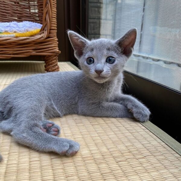 Meet this adorable Male Russian Blue kitten, available for sale. With his soft, blue-gray coat and playful personality, he’s ready to find his forever home