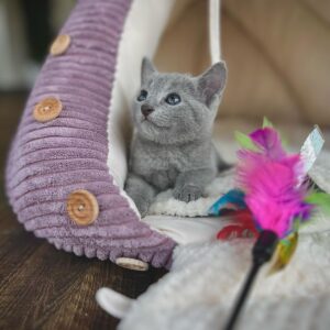 Female Russian Blue Kitten for Adoption