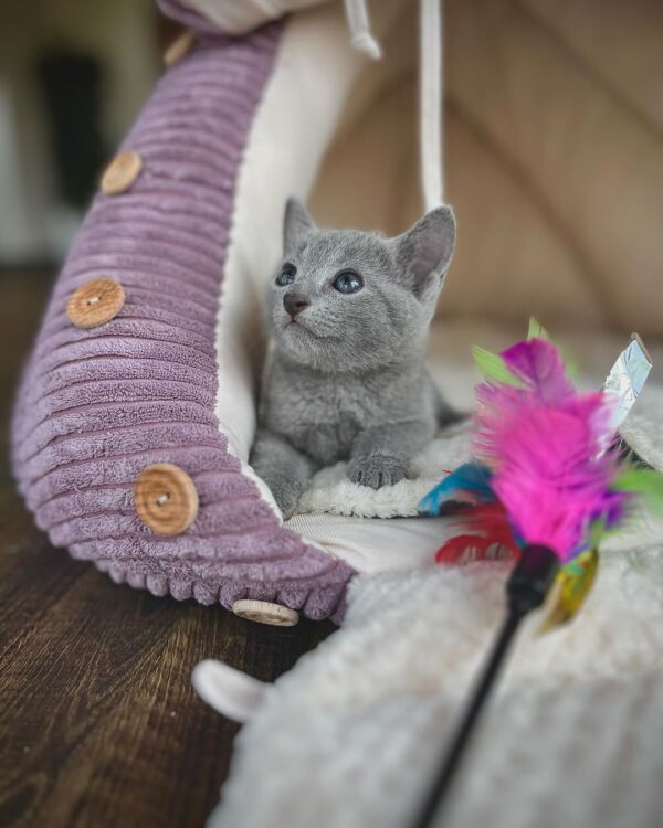 Female Russian Blue Kitten for Adoption