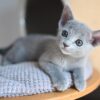 Male Russian Blue kitten for adoption