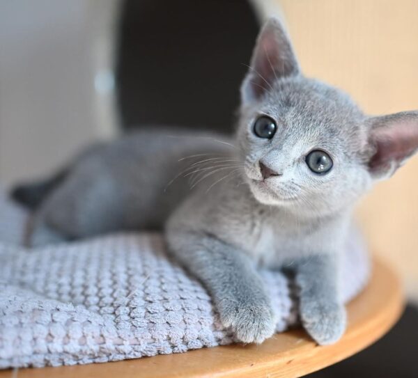 Male Russian Blue kitten for adoption