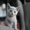 Male Russian Blue kitten for sale, showcasing soft blue-gray coat and bright eyes