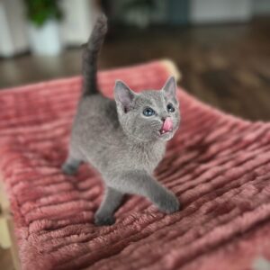 Female Russian Blue kitten for sale