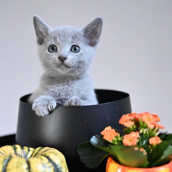 Female Russian Blue Kitten