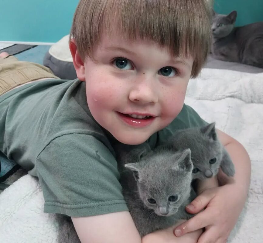 Russian Blue indoor cat