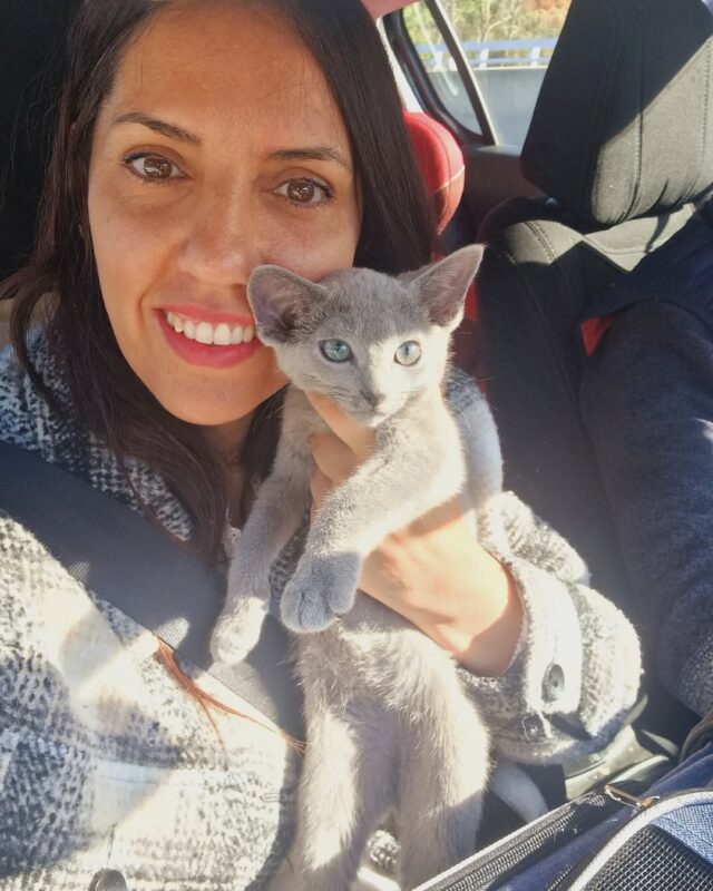 Russian Blue Kitten Reviews