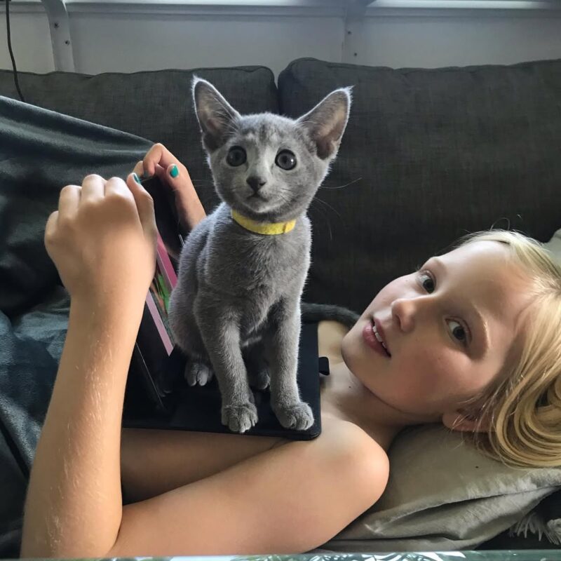 Russian Blue Kitten Reviews